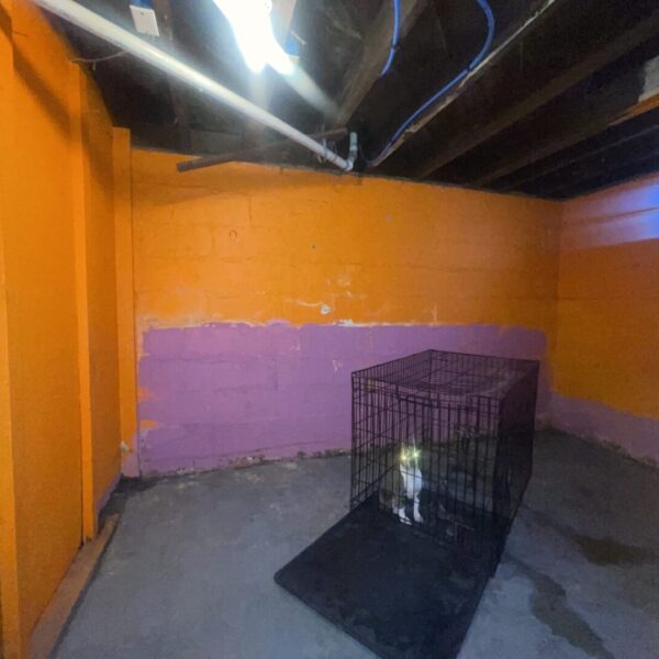 view of a cat in the cage in a room